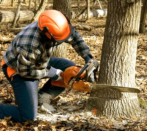 Tree Removal in Gepp, AR
